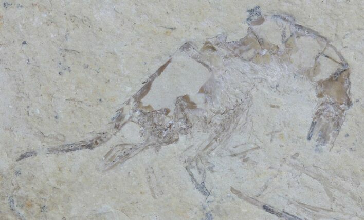 Cretaceous Fossil Shrimp - Lebanon #61554